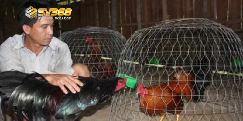 Bí kíp từ sư kê để đánh giá chính xác