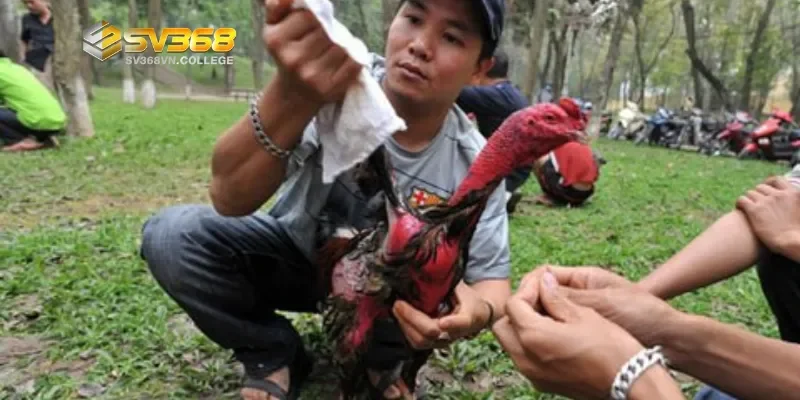 Bí quyết chăm sóc gà sau khi tắm