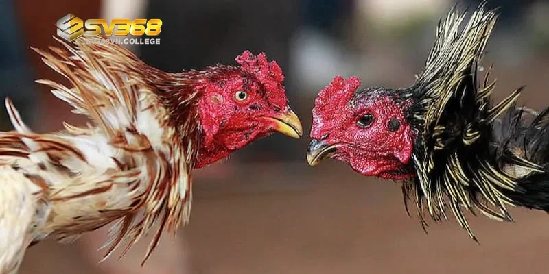 Bí quyết luyện gà tơ thành chiến kê - Huấn luyện thể lực