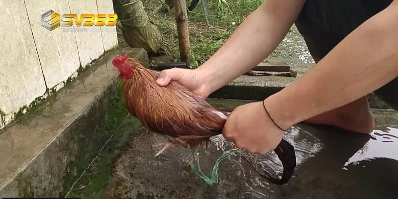 Các phương pháp tắm gà đá đúng cách