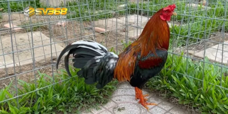 Nuôi gà đá như thế nào cho chắc xương - Luyện tập để xương chắc khỏe