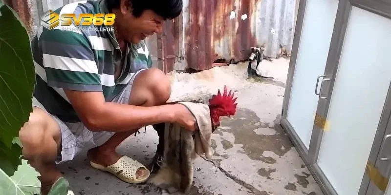 Tầm quan trọng của việc tắm gà đá đúng cách